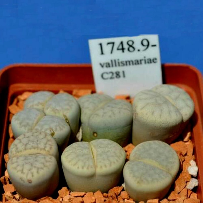 Σπόροι Lithops | Price: 1,95 € 🌳🌼🌸🌿🌱🍉