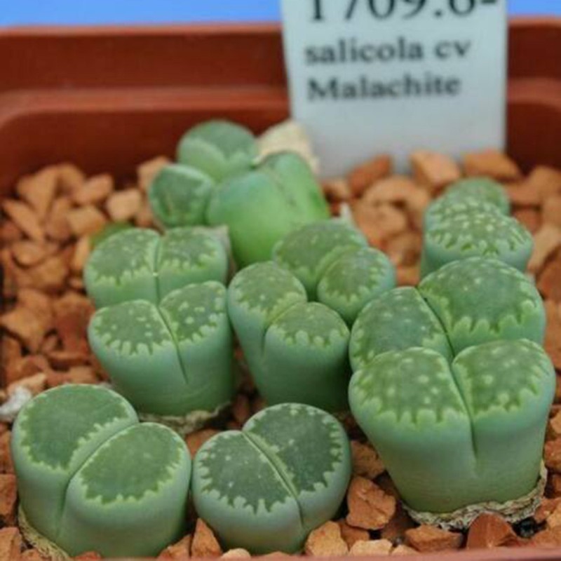 Σπόροι Lithops | Price: 1,95 € 🌳🌼🌸🌿🌱🍉