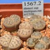 1.95 Kavicskaktusz magok - Lithops