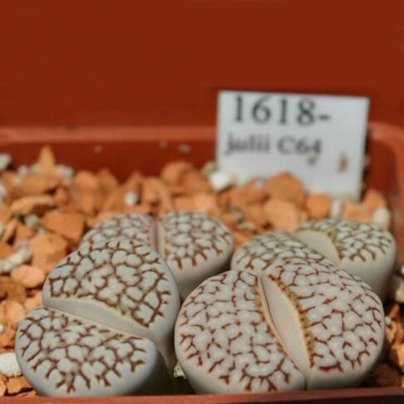 1.95 Kavicskaktusz magok - Lithops