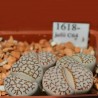 Σπόροι Lithops | Price: 1,95 € 🌳🌼🌸🌿🌱🍉