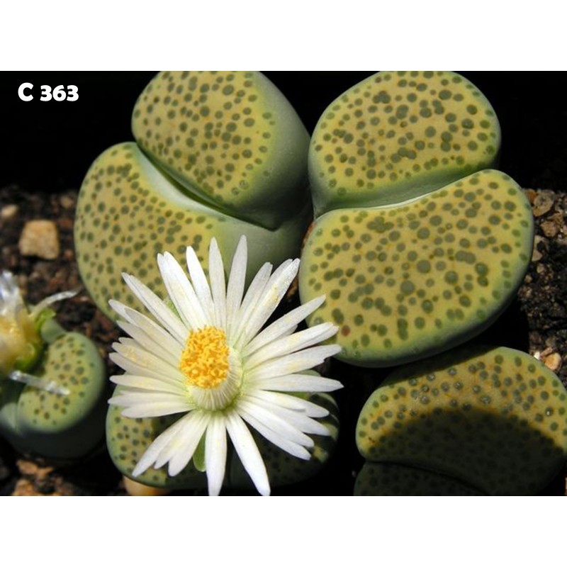 Σπόροι Lithops | Price: 1,95 € 🌳🌼🌸🌿🌱🍉