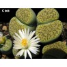 Σπόροι Lithops | Price: 1,95 € 🌳🌼🌸🌿🌱🍉