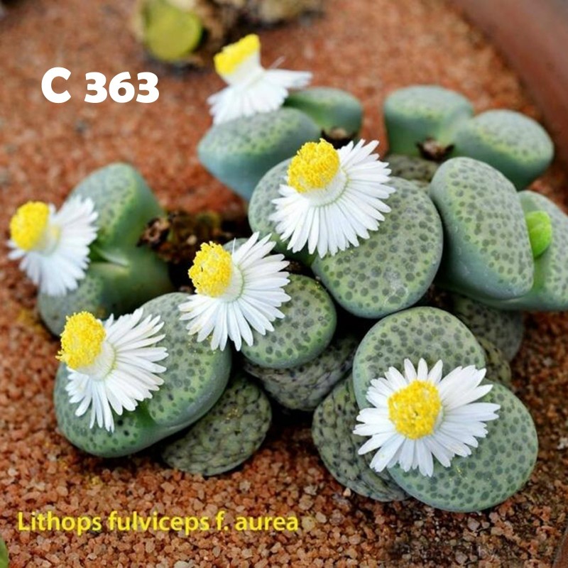 Σπόροι Lithops | Price: 1,95 € 🌳🌼🌸🌿🌱🍉