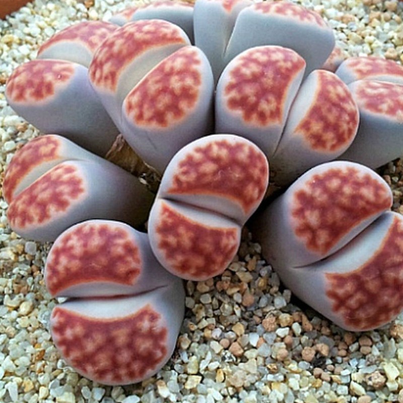 1.95 Lithops Seeds
