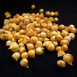 Snow Mountain Garlic - Kashmiri Garlic Seeds (Allium schoenoprasum)