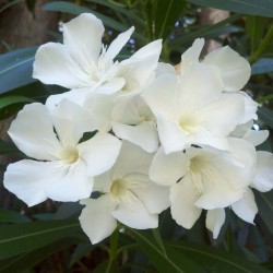Weiße Oleander Samen -...