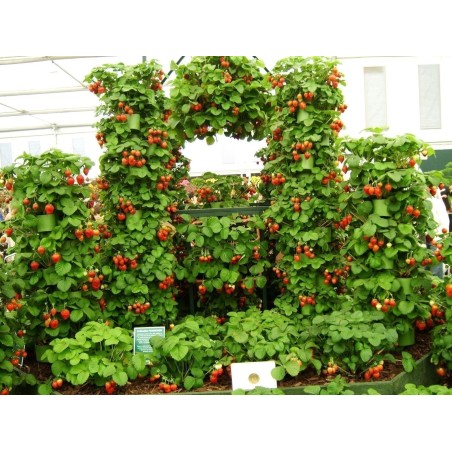 Graines De Fraise Grimpant "Mount Everest"