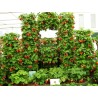 Graines De Fraise Grimpant "Mount Everest"