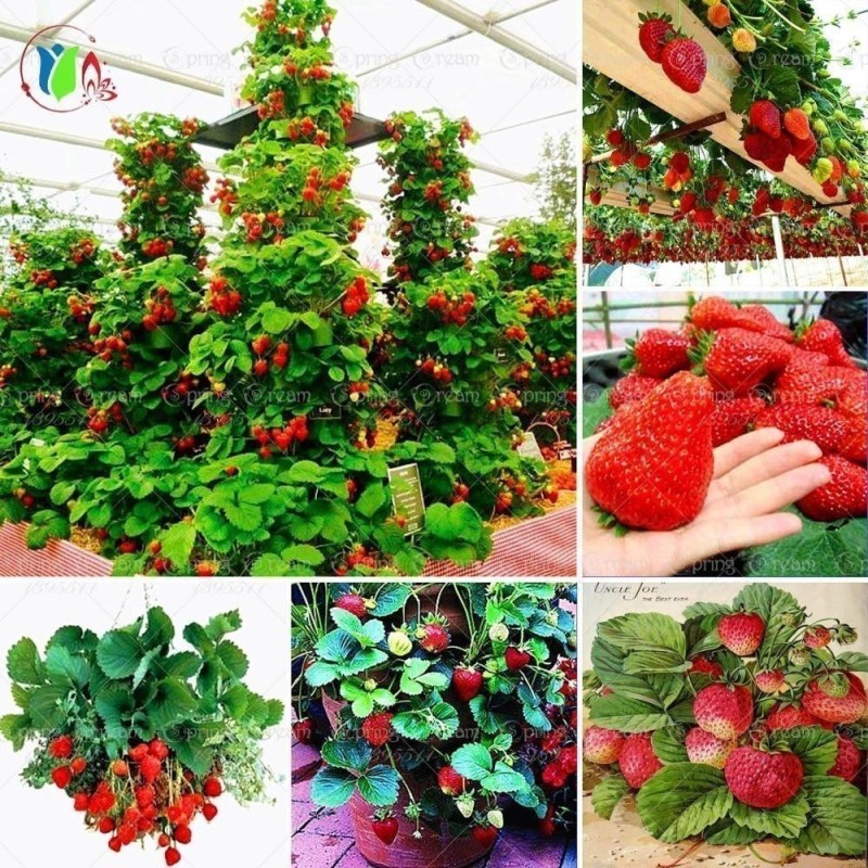 Graines De Fraise Grimpant "Mount Everest"