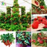 Graines De Fraise Grimpant "Mount Everest"