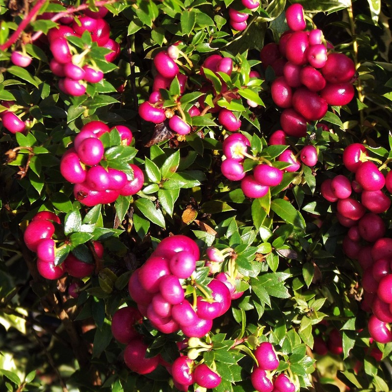 2.25 Bärljung Frö (Gaultheria mucronata)