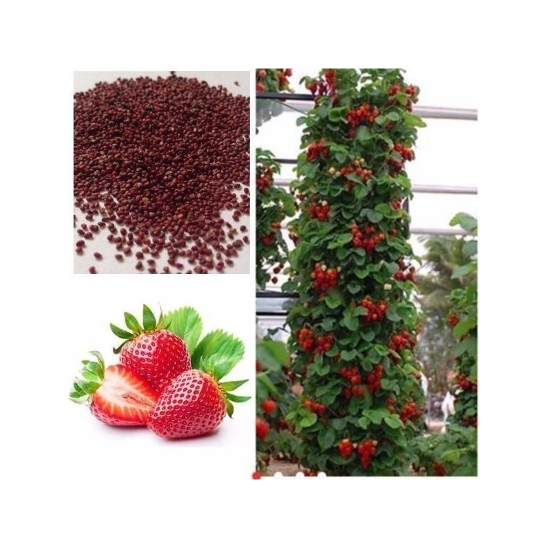 Graines De Fraise Grimpant "Mount Everest"