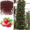 Graines De Fraise Grimpant "Mount Everest"