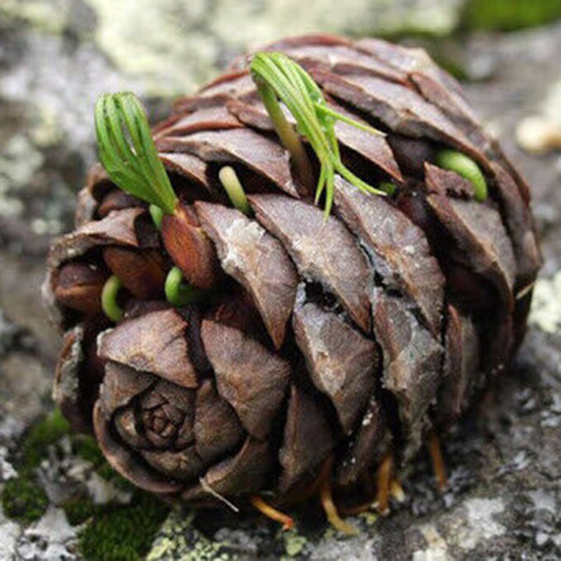 Szibériai cirbolyafenyő magok (Pinus sibirica) - 8