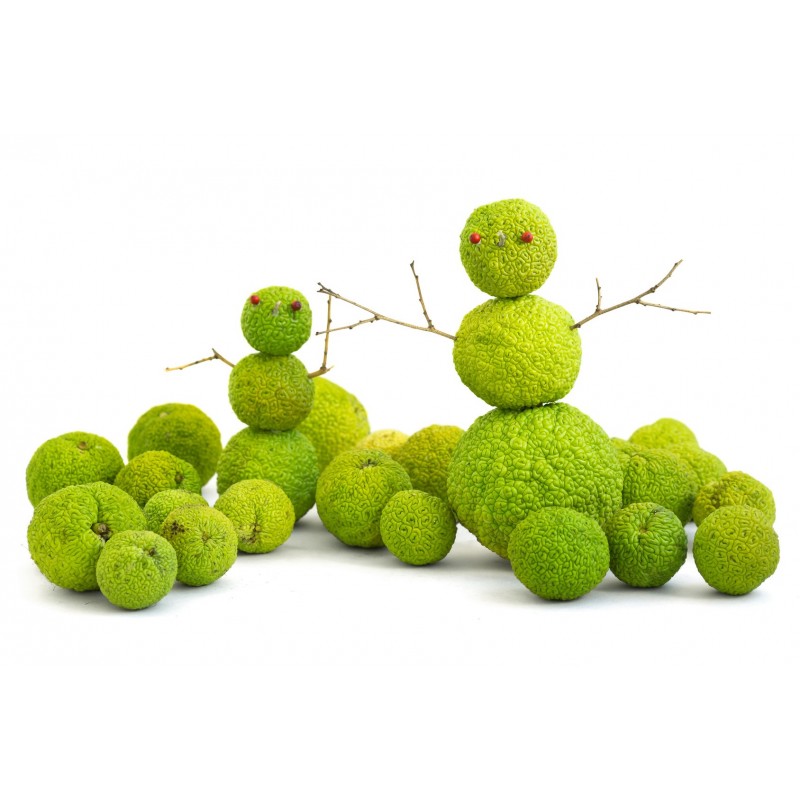 Graines de Oranger des Osages (Maclura pomifera) | Price: 1,95 € 🌳🌼🌸🌿🌱🍉