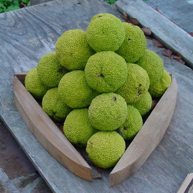 Σπόροι Osage πορτοκαλί, hedge μήλο (Maclura pomifera) | Price: 1,95 € 🌳🌼🌸🌿🌱🍉