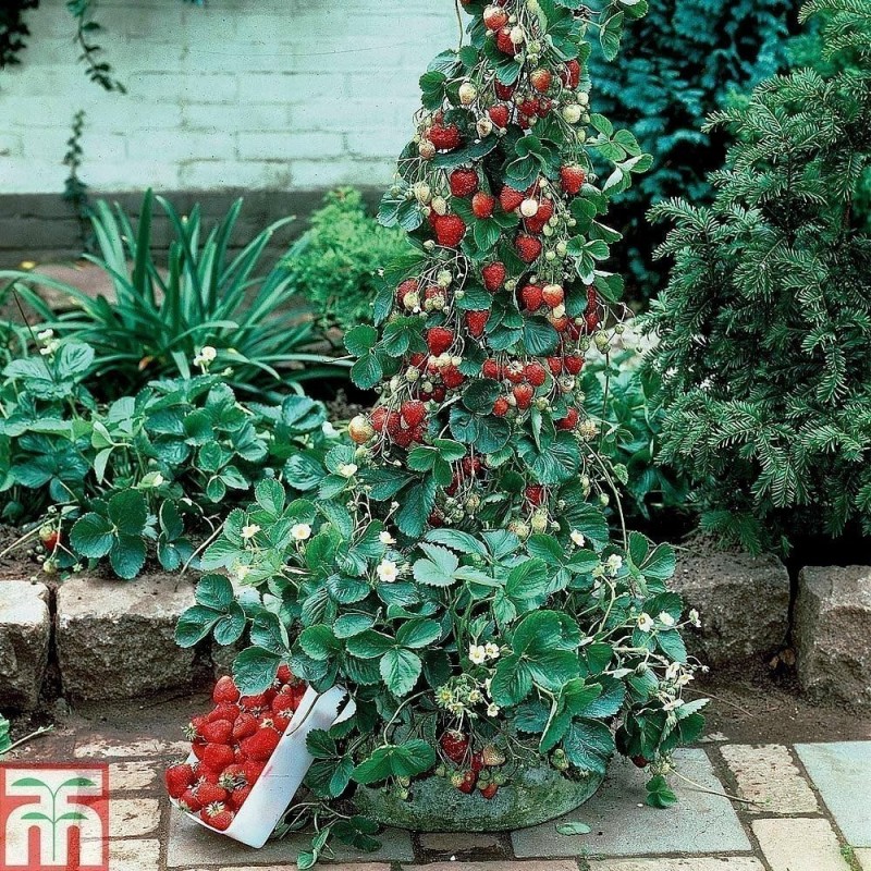 Graines De Fraise Grimpant "Mount Everest"