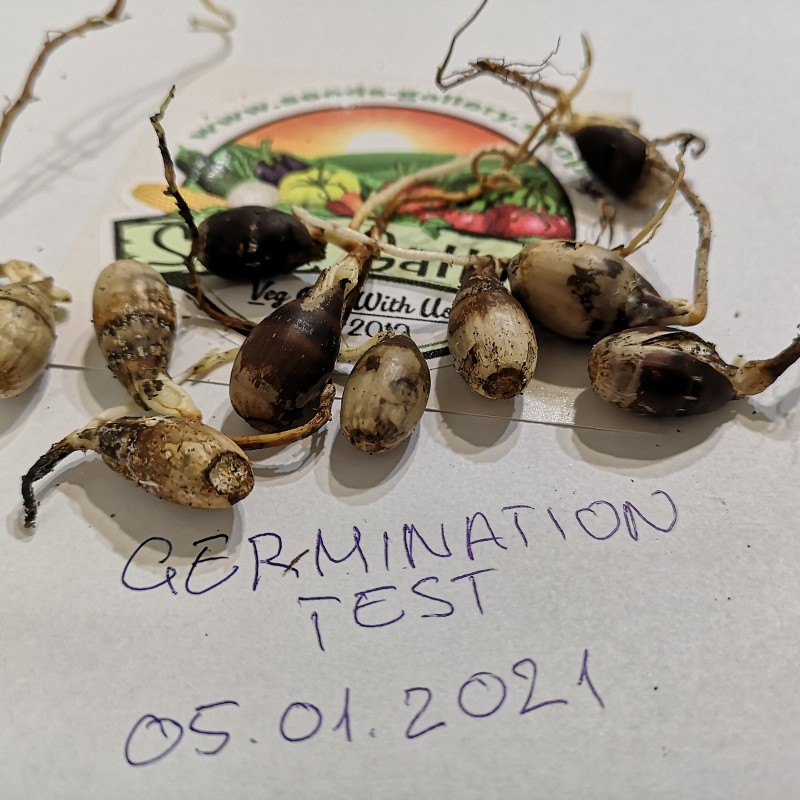 Magyaltölgy mag (Quercus ilex) - 5