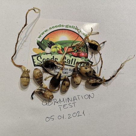 Magyaltölgy mag (Quercus ilex) - 2