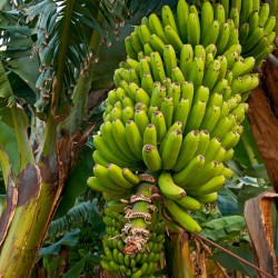 Насіння дикого лісу банана (Musa yunnanensis)