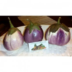 Aubergine – Eggplant Seeds “Rosa Bianca“