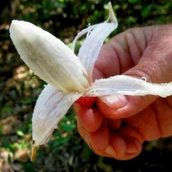 Plumiers Bromelia frön...