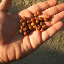 Семена бархатный изюм, дикая смородина (Grewia flava)