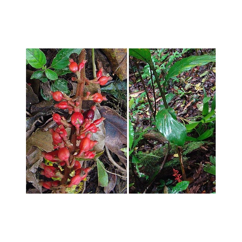 1.95 Semi di zenzero a frutto grosso Renealmia alpinia Oaxacan Purple