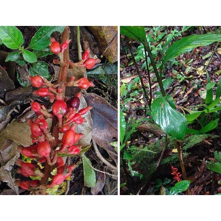 1.95 Storfruktade ingefärafrön Renealmia alpinia Oaxacan Purple