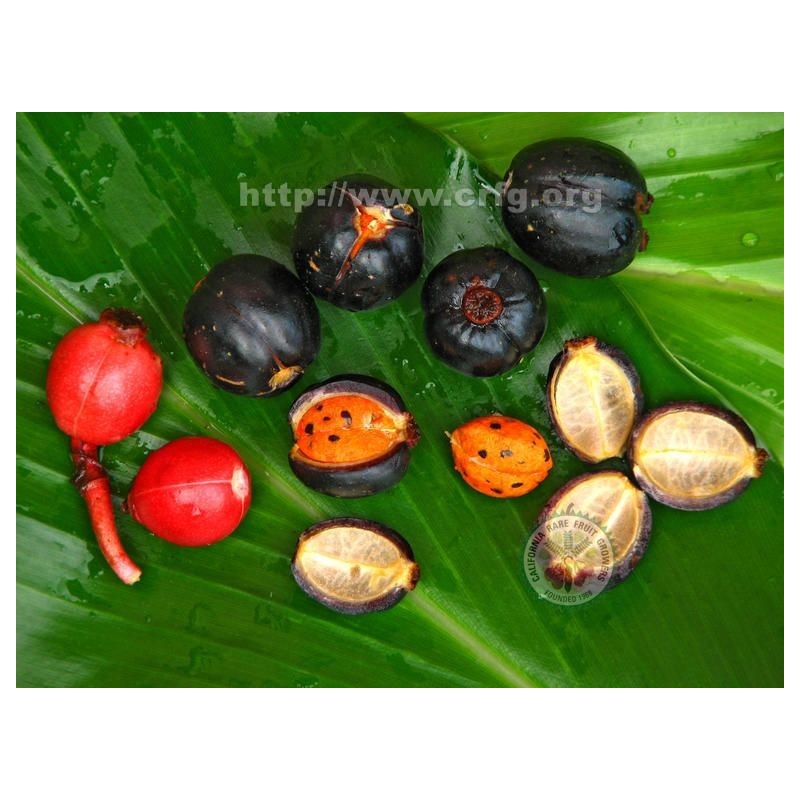 1.95 Großfruchtige Ingwersamen Renealmia alpinia Oaxacan Purple