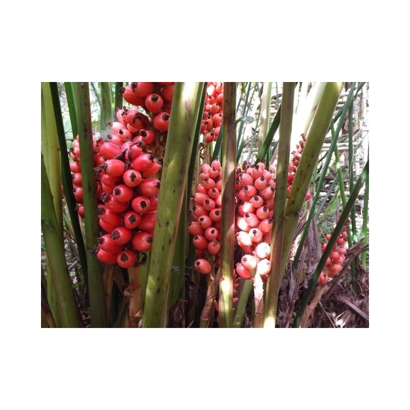 1.95 Semena zázvoru velkoplodého Renealmia alpinia Oaxacan Purple