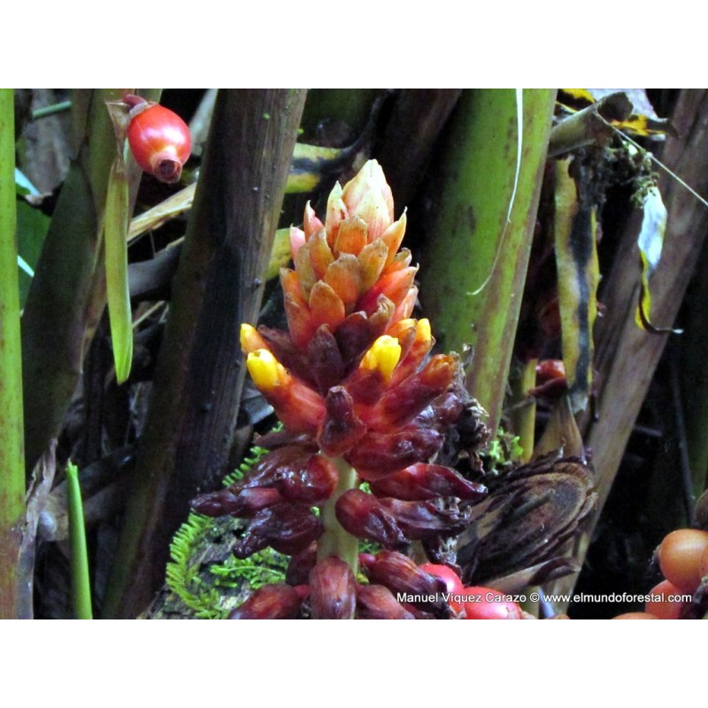 1.95 Semi di zenzero a frutto grosso Renealmia alpinia Oaxacan Purple