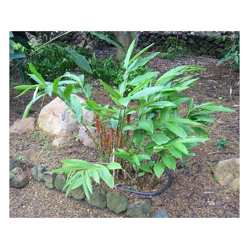 1.95 Semi di zenzero a frutto grosso Renealmia alpinia Oaxacan Purple