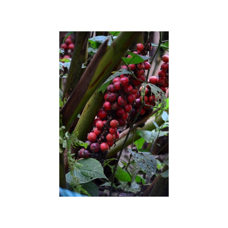 1.95 Semi di zenzero a frutto grosso Renealmia alpinia Oaxacan Purple