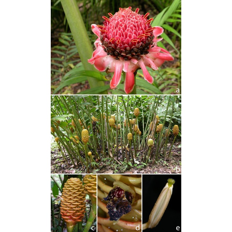 1.95 Nagygyümölcsös gyömbérmagok Renealmia alpinia Oaxacan Purple