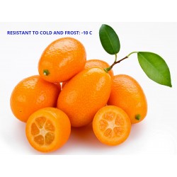 Kumquats or cumquats Seeds (Fortunella margarita)