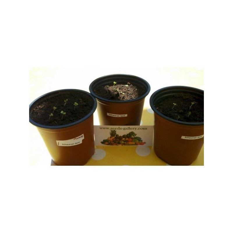 1.45 Svartsenap frön (Brassica nigra)