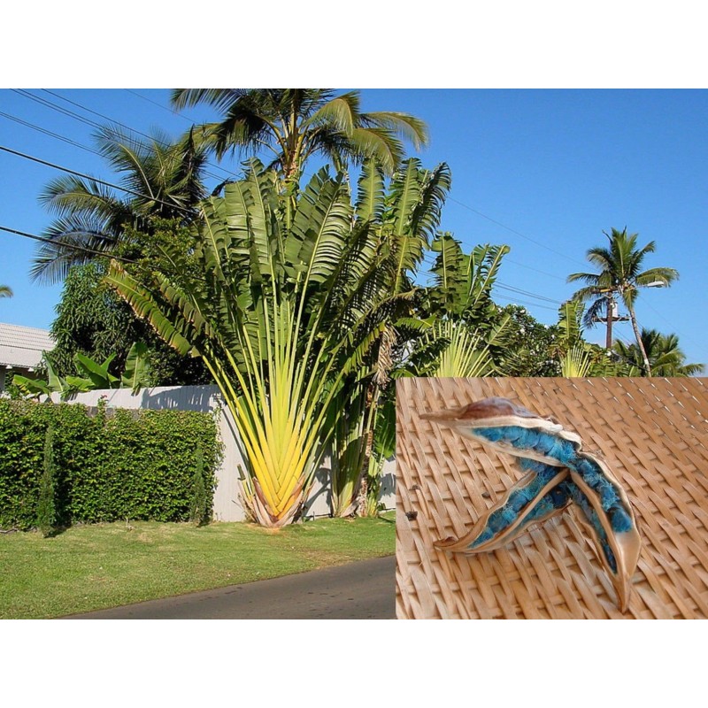 2.25 Travellers Palm Seeds