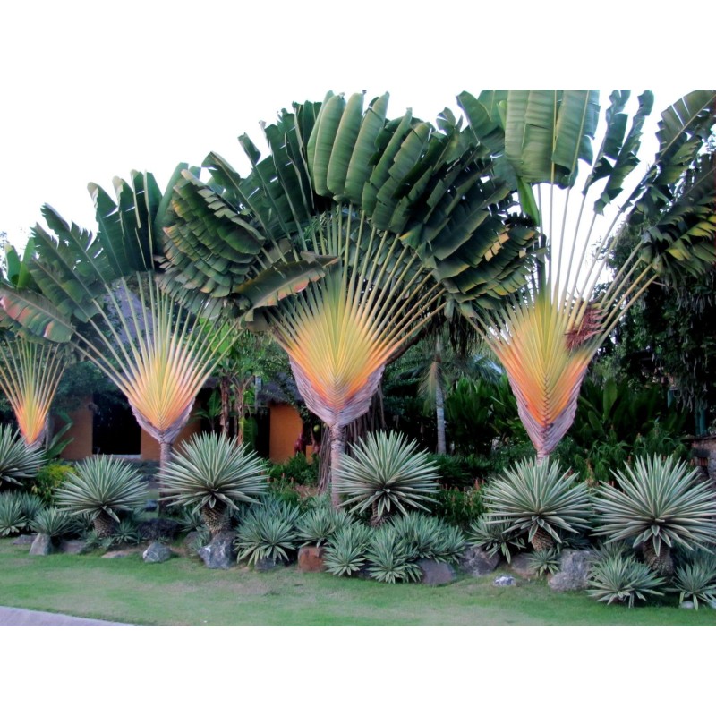 2.25 Sementes de árvore-do-viajante