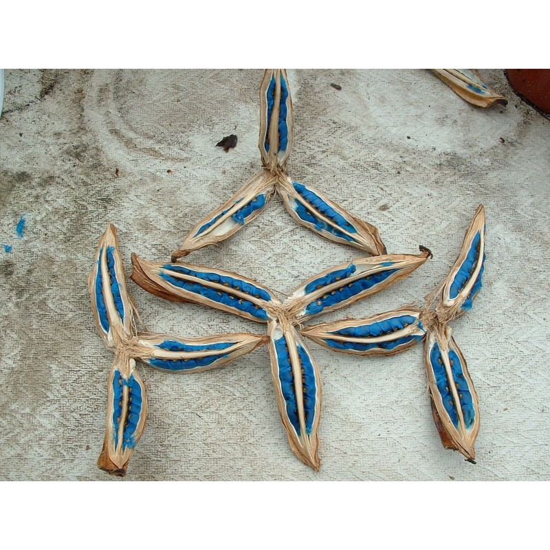 2.25 Travellers Palm Seeds