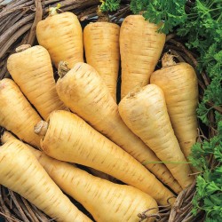 Long White Smooth Parsnip