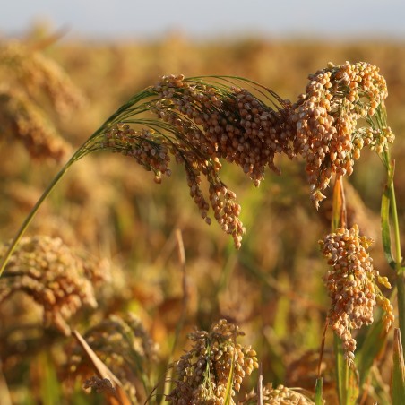 1.25 Rispenhirse Samen oder Echte Hirse (Panicum miliaceum)