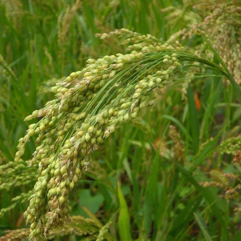 1.25 Proso Millet Seeds (Panicum miliaceum)