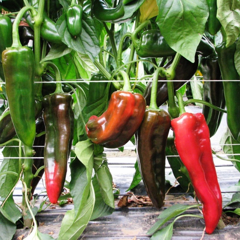 Graines de poivron Médaille d'or - 2
