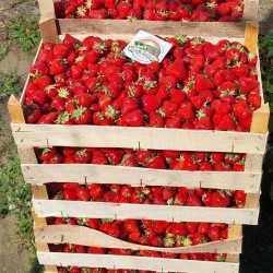 2.45 Semi di fragola APRICA