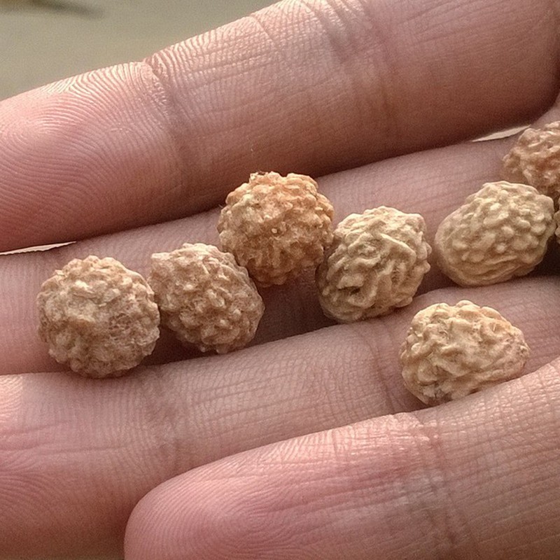 Nasiona Ziziphus jujube (daktyl chiński) - 3