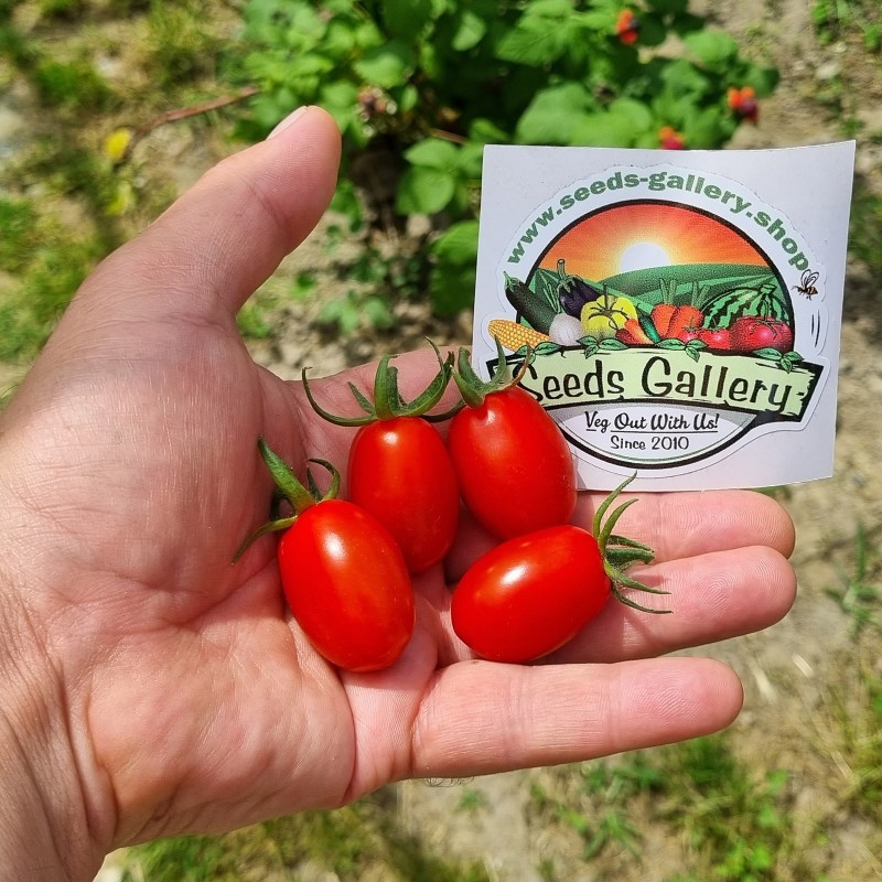 Datterino, Datterini Cherry Tomaten Zaden - Prijs:
