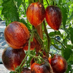 Gargamel rajčatová semínka