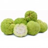 Graines de Oranger des Osages (Maclura pomifera) | Price: 1,95 € 🌳🌼🌸🌿🌱🍉